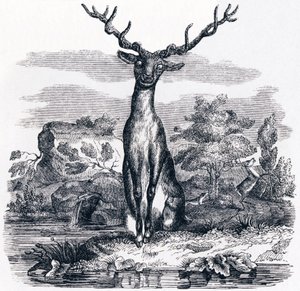 Der Hirsch, der sich im Wasser betrachtet - Fabeln von La Fontaine