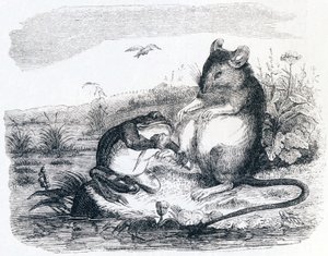 Der Frosch und die Ratte - Fabeln von La Fontaine von Grandville
