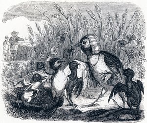 Die Lerche und ihre Jungen, mit dem Besitzer eines Feldes - Fabeln von La Fontaine