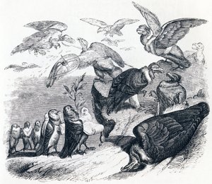 Die Geier und die Tauben