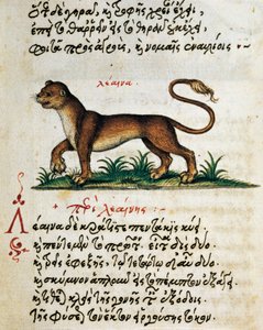 Abhandlung über den Löwen, Text und Miniatur aus De animalium natura et proprietate libellus, von Aelianus (2.-3. Jahrhundert n. Chr.)