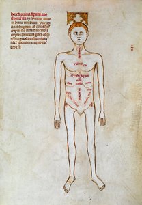 Chirurgie: Darstellung des menschlichen Körpers. Miniatur in „Liber notabilium Philippi septimi francorum regis, a libris Galieni extractus“ geschrieben von Gui (Guy) von Pavia