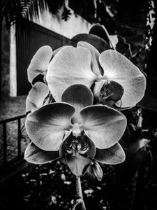 Blume Nr. 10 von Guilherme Pontes