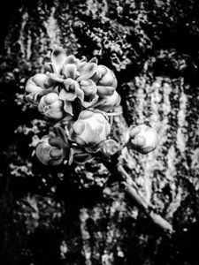 Blume Nr. 18