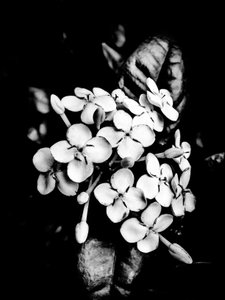 Blume Nr. 26, 2025 von Guilherme Pontes