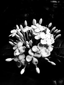 Blume Nr. 27, 2025 von Guilherme Pontes