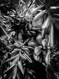 Blume Nr. 30 von Guilherme Pontes
