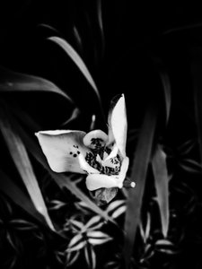 Blume Nr. 32 von Guilherme Pontes
