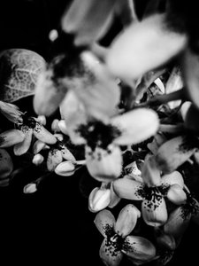 Blume Nr. 34 von Guilherme Pontes