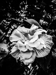 Blume Nr. 39, 2025 von Guilherme Pontes