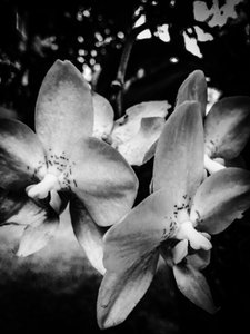 Blume Nr. 3, 2025 von Guilherme Pontes