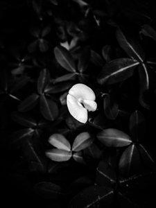 Blume Nr. 40 von Guilherme Pontes