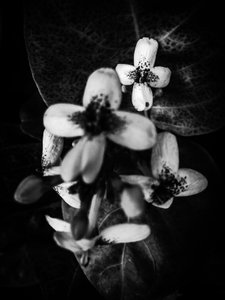 Blume Nr. 49 von Guilherme Pontes