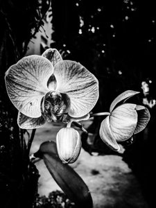 Blume Nr. 5, 2025 von Guilherme Pontes