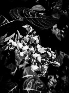 Blume Nr. 6, 2025 von Guilherme Pontes