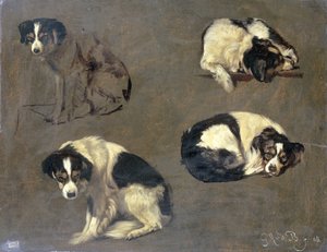 Vier Studien eines Hundes
