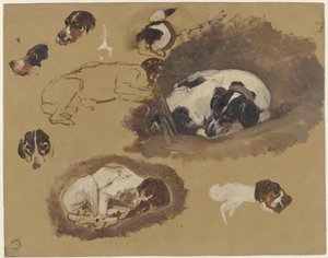 Studien eines Jagdhundes
