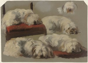 Studien eines weißen Schoßhundes von Guillaume Anne van der Brugghen