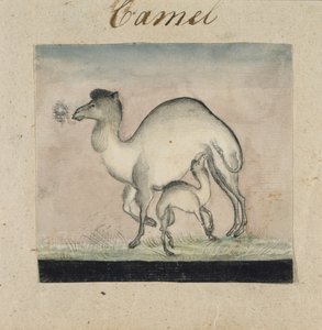 Mutterkamel und ihr Kalb