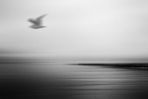 Gelassener Pier fliegender Vogel von Gustav Davidsson