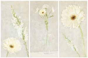 Weiche weiße Blüten