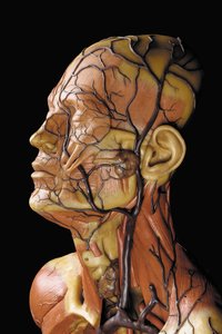 (Detail) eines männlichen anatomischen Écorché-Modells, das Muskeln, Arterien und Venen, den Kreislauf und das Nervensystem zeigt von Gustav Zeiller