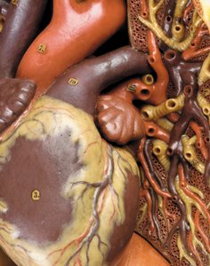 (Detail) eines männlichen anatomischen Écorché-Modells, das Muskeln, Arterien und Venen, den Kreislauf und das Nervensystem zeigt von Gustav Zeiller