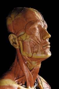 Detail eines männlichen anatomischen Écorché-Modells, das Muskeln, Arterien und Venen, den Kreislauf und das Nervensystem zeigt (Detail)