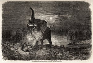 Der Jäger, überrascht von einem Elefanten, nahe dem Ngami-See (Botswana), Zeichnung von Gustave Doré (1832-1883), zur Illustration der Abenteuer und Jagden von Charles Jean Anderson im südlichen Afrika. Gravur in „Le tour du monde, nouveau journal des voya von Gustave Dore