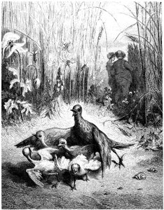 Die Lerche und ihre Jungen mit dem Meister eines Feldes: Fabel von Jean de la Fontaine, illustriert von Gustave Doré - Vögel von Gustave Dore