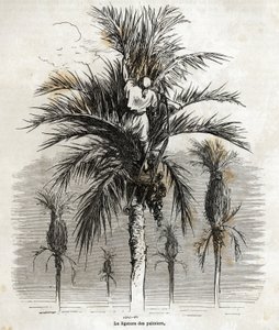 Die Bindung der Palmen in Elche, um die Weiße zu bewahren, um sie zu flechten, Zeichnung von Gustave Doré (1832-1883), um seine Reise nach Spanien im Jahr 1862 zu illustrieren, mit Ch. Davillier. Gravur in "Le tour du monde", herausgegeben von E von Gustave Dore