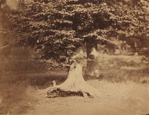 Buche, Wald von Fontainebleau, ca. 1856