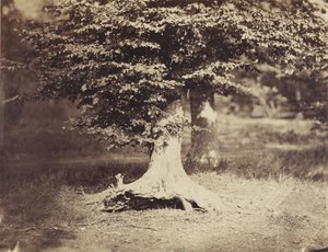 Die Buche, ca. 1855-7 (s/w Foto) von Gustave Le Gray