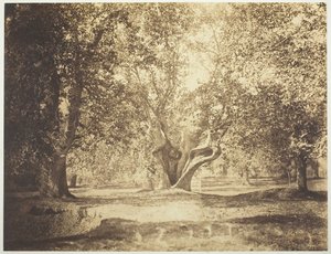 Baum, Wald von Fontainebleau, ca. 1856 von Gustave Le Gray