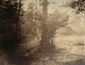 Baumstudie, Wald von Fontainebleau, ca. 1856 von Gustave Le Gray