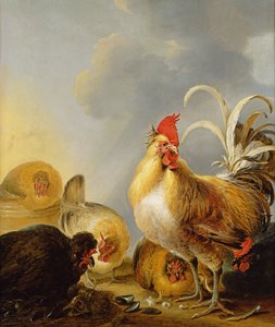Eine Gruppe von Hofgeflügel