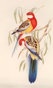 Buntsittich / Farblitho. v. J. Gould