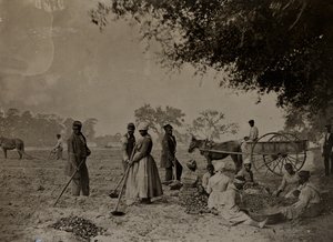 Süßkartoffeln pflanzen, Hopkinsons Plantage, Edislo Island, South Carolina, 1862