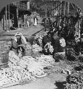 Sortieren und Verpacken von Daikon-Rettichen am Wasser, Atami, Japan, 1906
