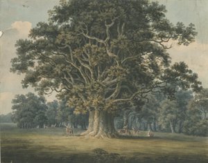 Needwood - Swilcar Oak: Aquarellmalerei