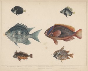 1. Etroplus Fumosus, 2. Heniochus Macrolepidotus, 3. Glyphisodon Smaragdinus, 4. Amphiprion Frenatus, 5. Apistus Rubrippinis, 6. Monocentris Japonicus von H. Patterson