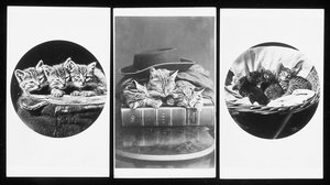 Die Brighton-Katzen, cartes-de-visite, 1860er Jahre