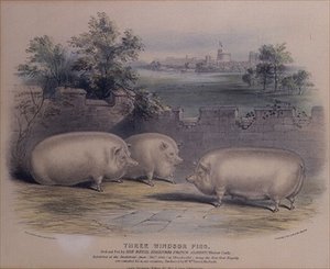 Drei preisgekrönte Schweine, gezüchtet von Prinz Albert im Windsor Castle, graviert von H. Stafford (fl.1829) 1843