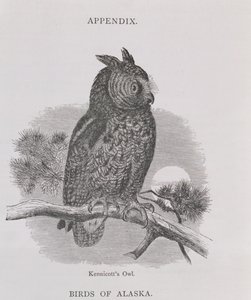 Kennicotts Eule, aus Alaska and its Resources, von William H. Dall, graviert von H. H. Nicholls, veröffentlicht 1870 von H. W., Elliot
