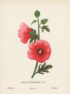 Wildblumen des Heiligen Landes: Alcea Lavateraeflora; Stockrose von Hannah Zeller
