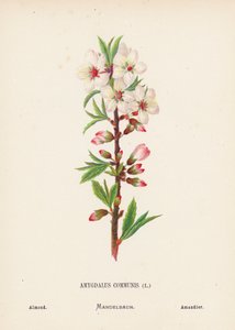 Wildblumen des Heiligen Landes: Amygdalus Communis; Mandel von Hannah Zeller