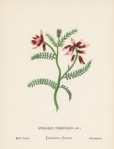 Wildblumen des Heiligen Landes: Astragalus Tuberculosus; Milchwicke