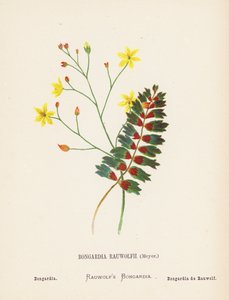 Wildblumen des Heiligen Landes: Bongardia Rauwolfii, Meyer; Bongardia von Hannah Zeller