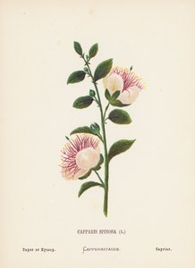 Wildblumen des Heiligen Landes: Capparis Spinosa; Kapernstrauch oder Ysop