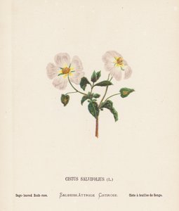 Wildblumen des Heiligen Landes: Cistus Salvifolius; Salbeiblättrige Zistrose (farbige Gravur) von Hannah Zeller